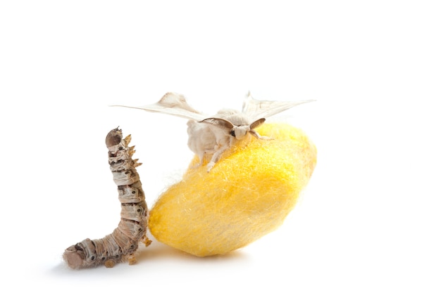 mariposa gusano de seda capullo gusano de seda tres etapas