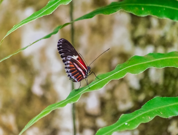 Mariposa Heliconius Melpomene