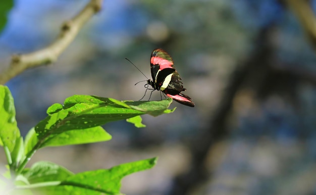 Mariposa Heliconius negra y rosa descansando sobre la hoja del árbol