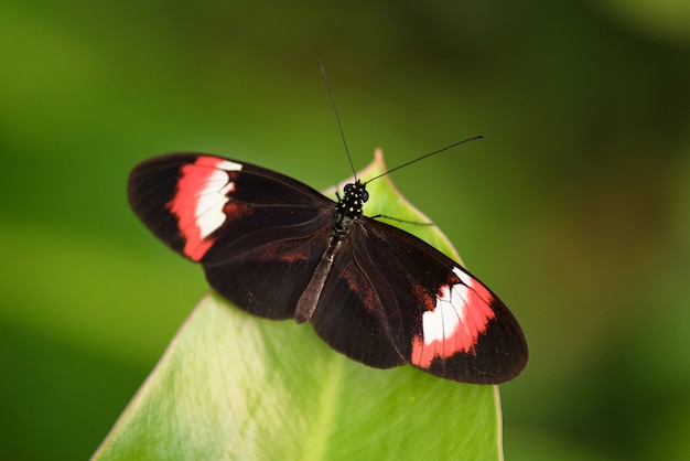 Mariposa (Heliconus Melpomene) en la hoja verde.