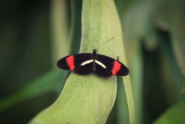 Mariposa (Heliconus Melpomene) en la hoja verde.