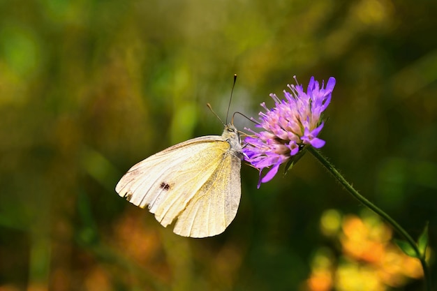 Mariposa hermosa en la flor. Fondo colorido natural. (Pieris brassicae)