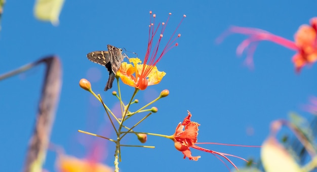 Mariposa hermosa mariposa polinizando hermosas flores en el verano de Brasil foco selectivo de luz natural