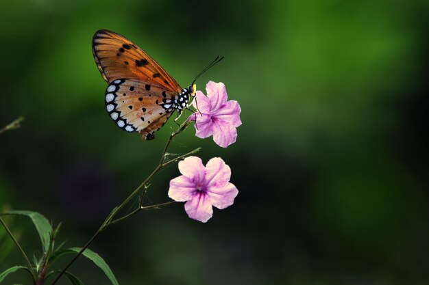 Mariposa Hermosa mariposa en rama