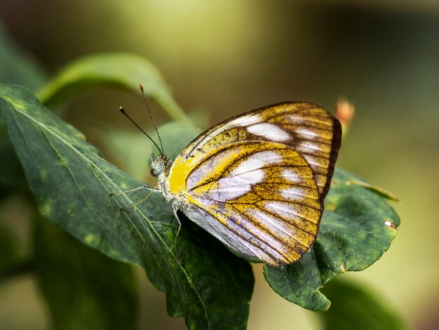 Mariposa hermosa del primer en huerto