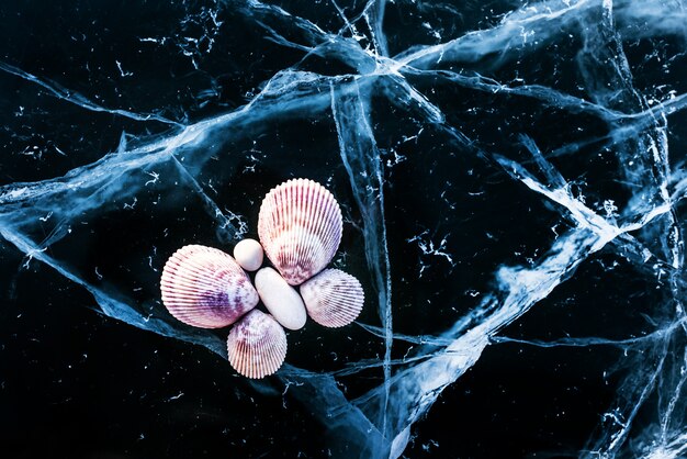 Mariposa en el hielo