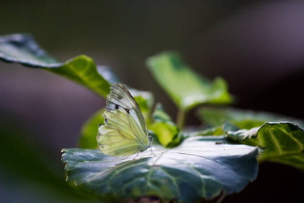 Una mariposa de hierba amarilla descansando sobre la planta en el jardín.