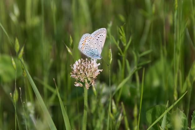 Mariposa en la hierba en un primer plano de la pradera. Hermosa naturaleza de verano.