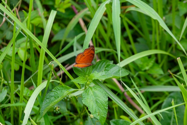 mariposa en la hierba verde en la naturaleza o en el jardín