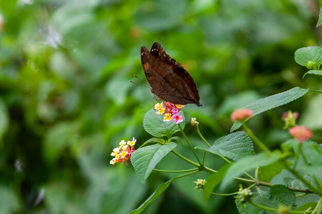 mariposa en la hierba verde en la naturaleza o en el jardín