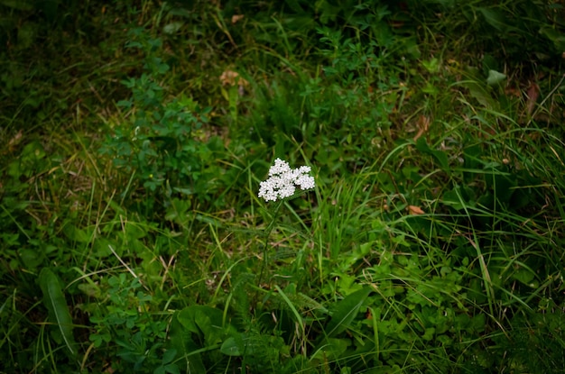 Mariposa en la hierba