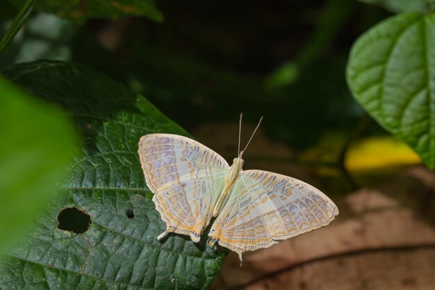 Mariposa en la hoja en el bosque