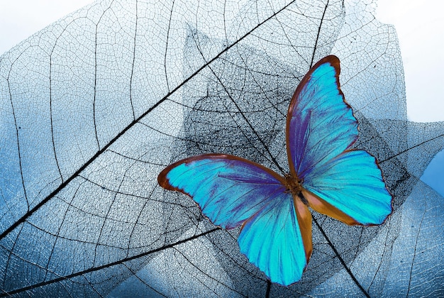 Una mariposa en una hoja con un fondo azul