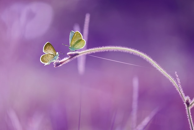 mariposa en la hoja con fondo morado