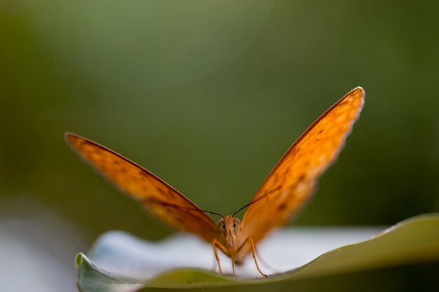 Mariposa en una hoja verde