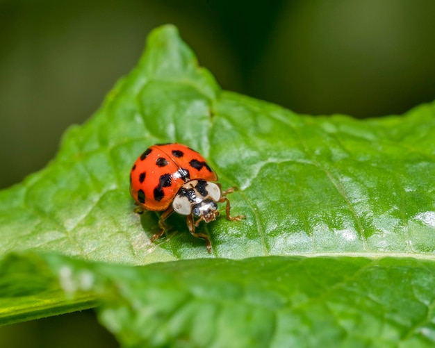 La mariposa en la hoja verde