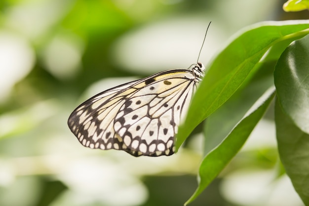 Mariposa en la hoja verde