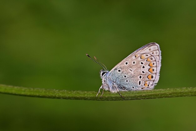 Mariposa en una hoja verde