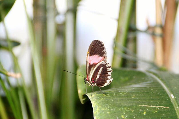 Foto mariposa en la hoja