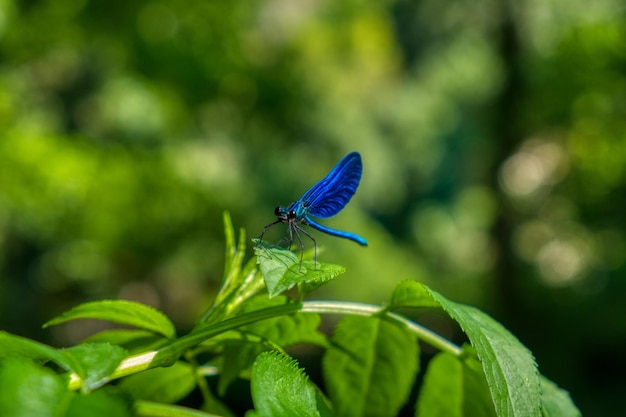 Mariposa en la hoja