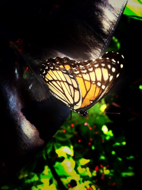 Foto mariposa en la hoja