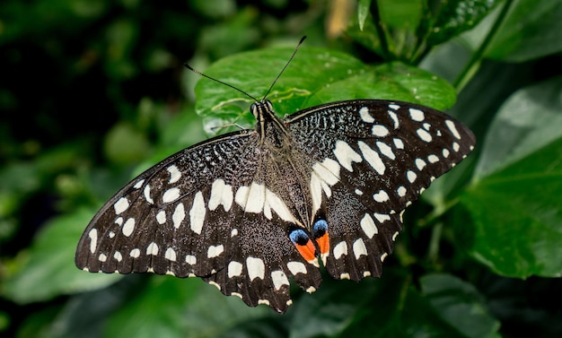 Mariposa en la hoja