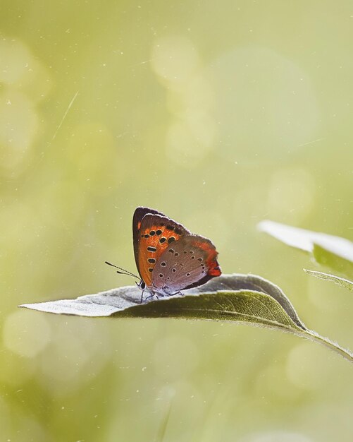 Foto mariposa en la hoja