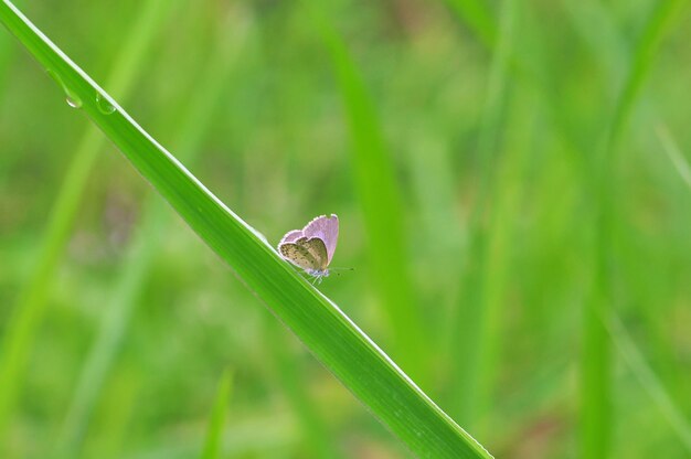 Mariposa en una hoja