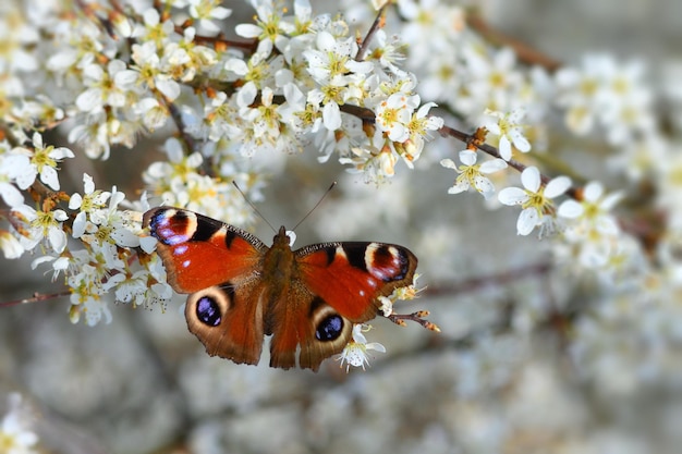 mariposa en una hoja