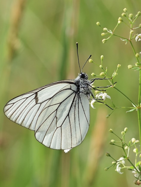 mariposa en una hoja