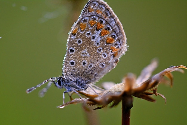 mariposa en una hoja