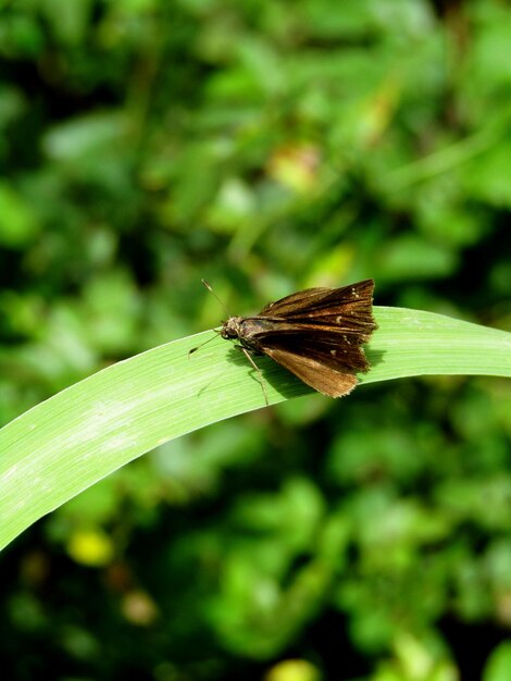 Mariposa en la hoja