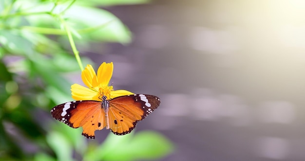 Mariposa en las hojas verdes