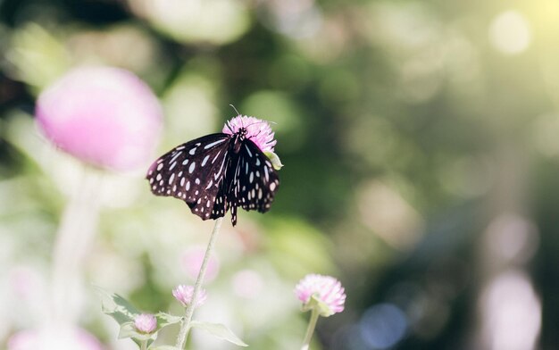 Mariposa en las hojas verdes