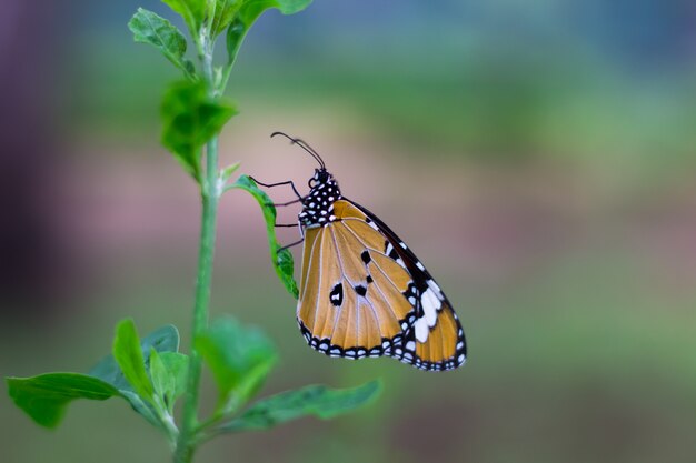 Mariposa en las hojas