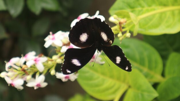 Mariposa Hypolimnas bolina posada sobre una flor de zinnia. mariposa negra chupando néctar. gran mosca de huevo