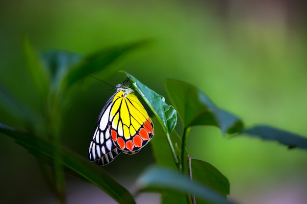 La mariposa india Jezabel descansando sobre las plantas de flores durante la temporada de primavera