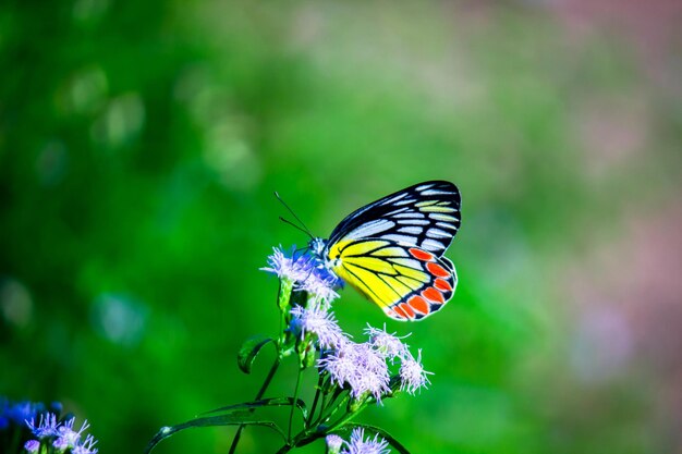 La mariposa india Jezabel descansando sobre las plantas de flores durante la temporada de primavera