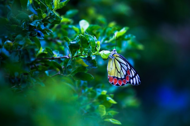 La mariposa india Jezabel descansando sobre las plantas de flores durante la temporada de primavera