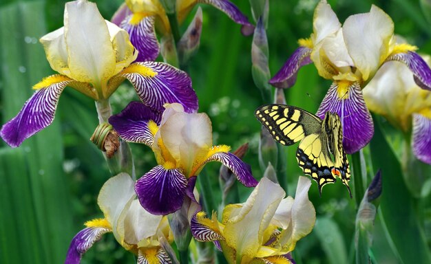 una mariposa en un iris púrpura