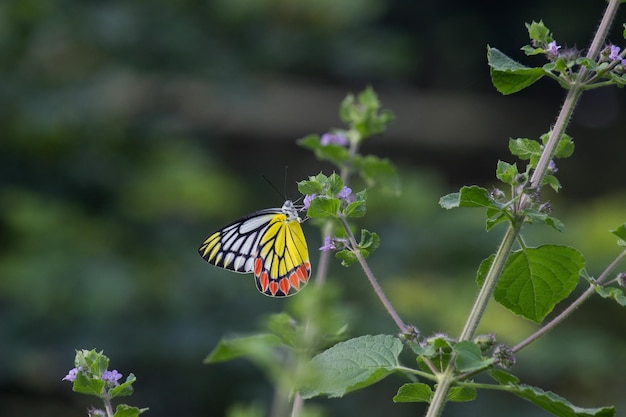 Mariposa Jezabel descansando sobre las plantas de flores