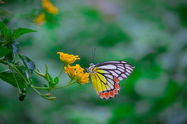 Mariposa de jezabel india