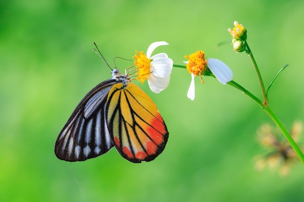 Foto la mariposa jezabel pintada en una flor blanca