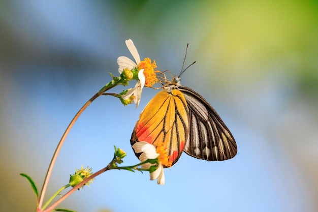 Foto la mariposa jezabel pintada en una flor blanca