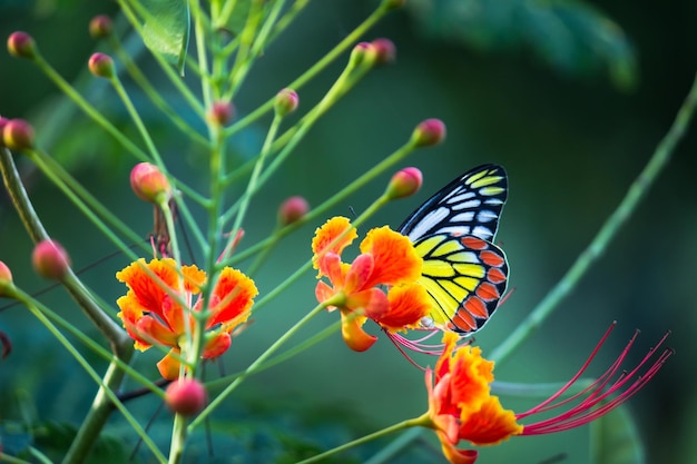 Mariposa Jezabel visitando plantas de flores en busca de néctar durante la temporada de primavera en India