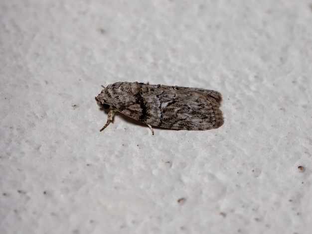 Mariposa lagarta da espécie garella nilotica