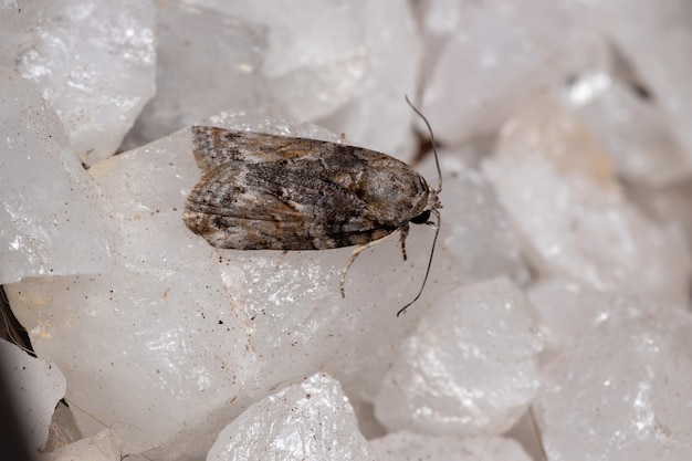 Mariposa lagarta da espécie Garella nilotica