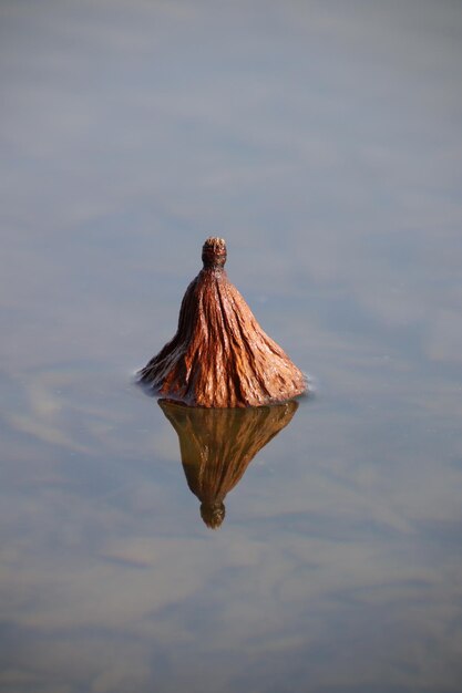 Foto mariposa en un lago