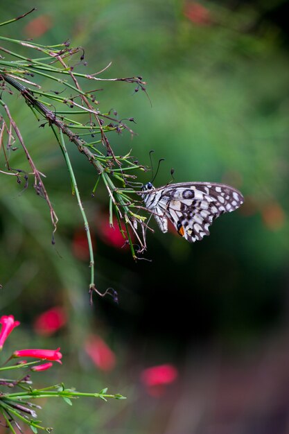 La mariposa de lima común colgando de la planta de flores en su hábitat natural