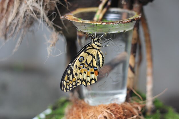 Foto mariposa de lima común posado sobre una planta